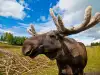Значение и интерпретация на лоса в сънищата