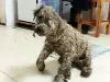Изтормозено кученце беше спасено от улицата. Сега няма да го познаете!
