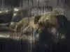 Как да се справим със страха на кучето от гръмотевици?