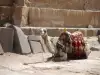 Едногърба камила