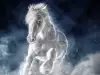 Бял кон