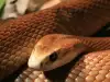 Отровна змия