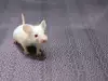 Бяла мишка